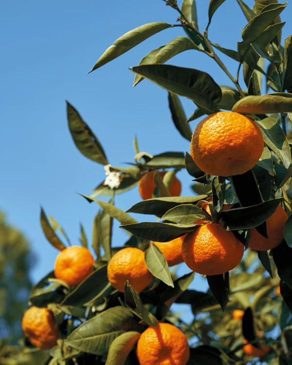 Mandarin Citrus Reticulata